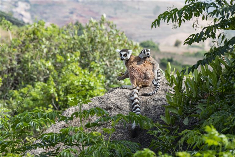 Madagaskar - Land der Lemuren ©guenterguni/istock